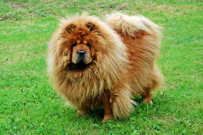A fluffy chow chow dog standing on grass